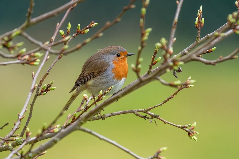 Birdwatching